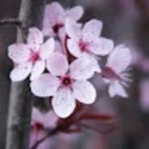 Meet your Posher, Joy